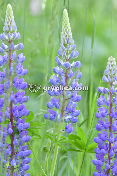 Lupin bleu (Lupinus sp) - inflorescence - gryphea.org
